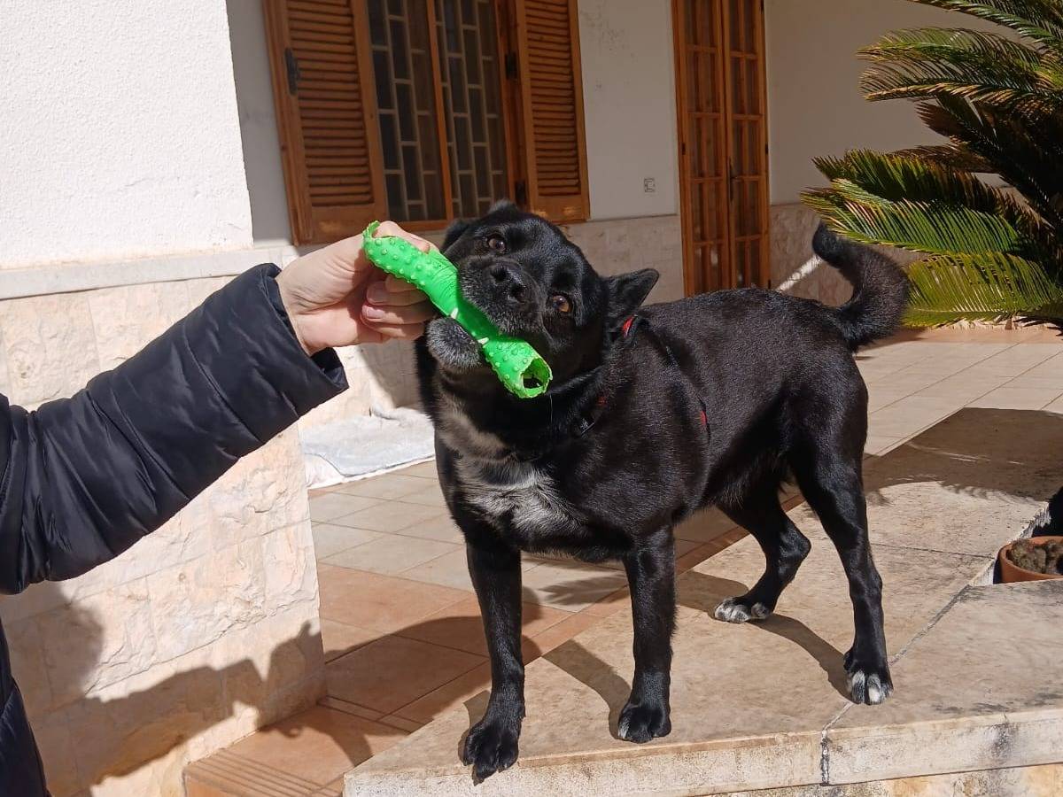 Adotta un cane, maschio, 3 anni e 9 mesi, Bari