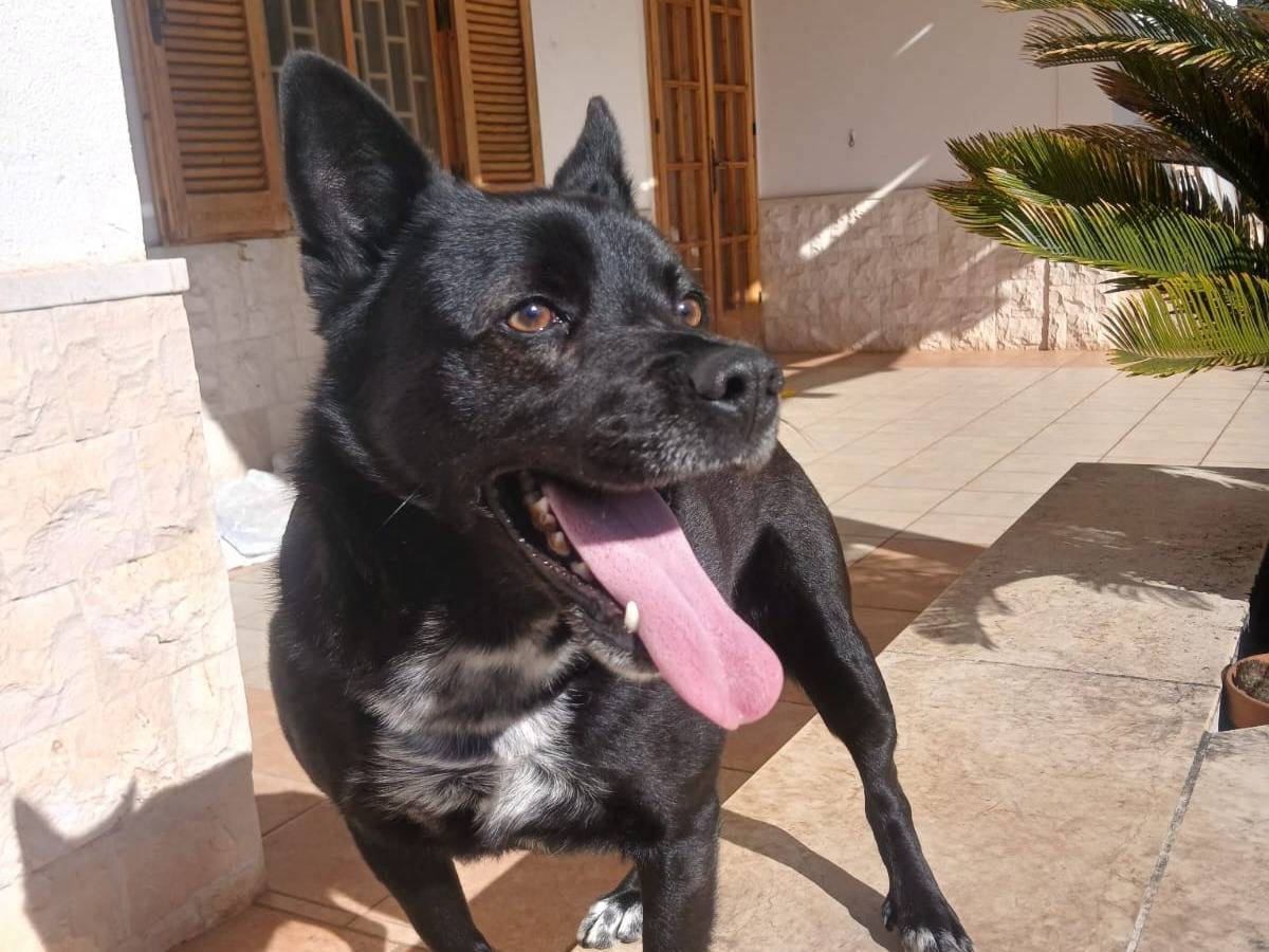 Adotta il cane Ricky a Bari