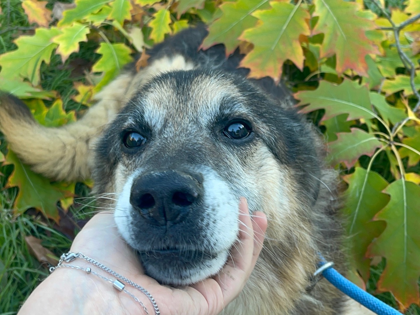 Adozione cane, maschio, Pastore tedesco Razza sconosciuta, 15 anni e 4 mesi, taglia media, Perugia