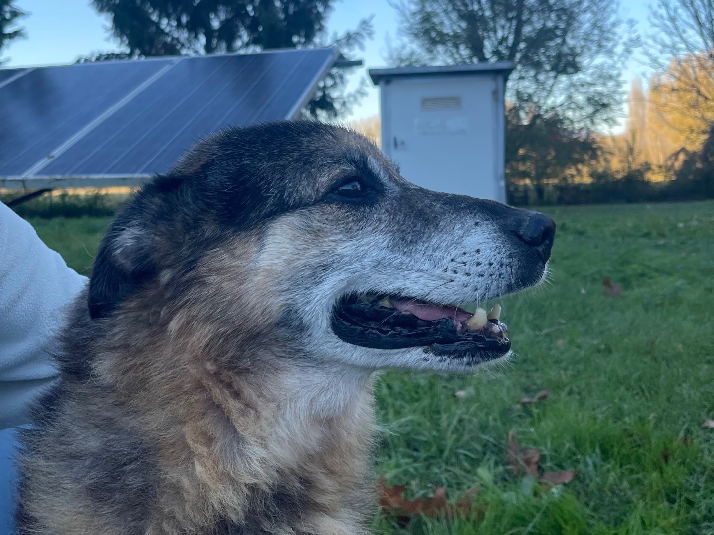 Adotta un cane, maschio, 15 anni e 4 mesi, Perugia