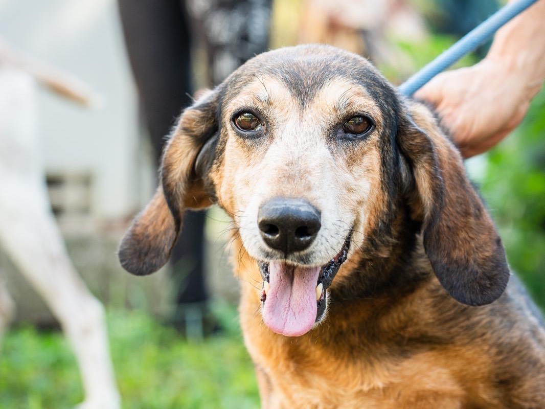 Adozione cane, femmina, Razza sconosciuta Razza sconosciuta, 14 anni e 4 mesi, taglia media, Perugia