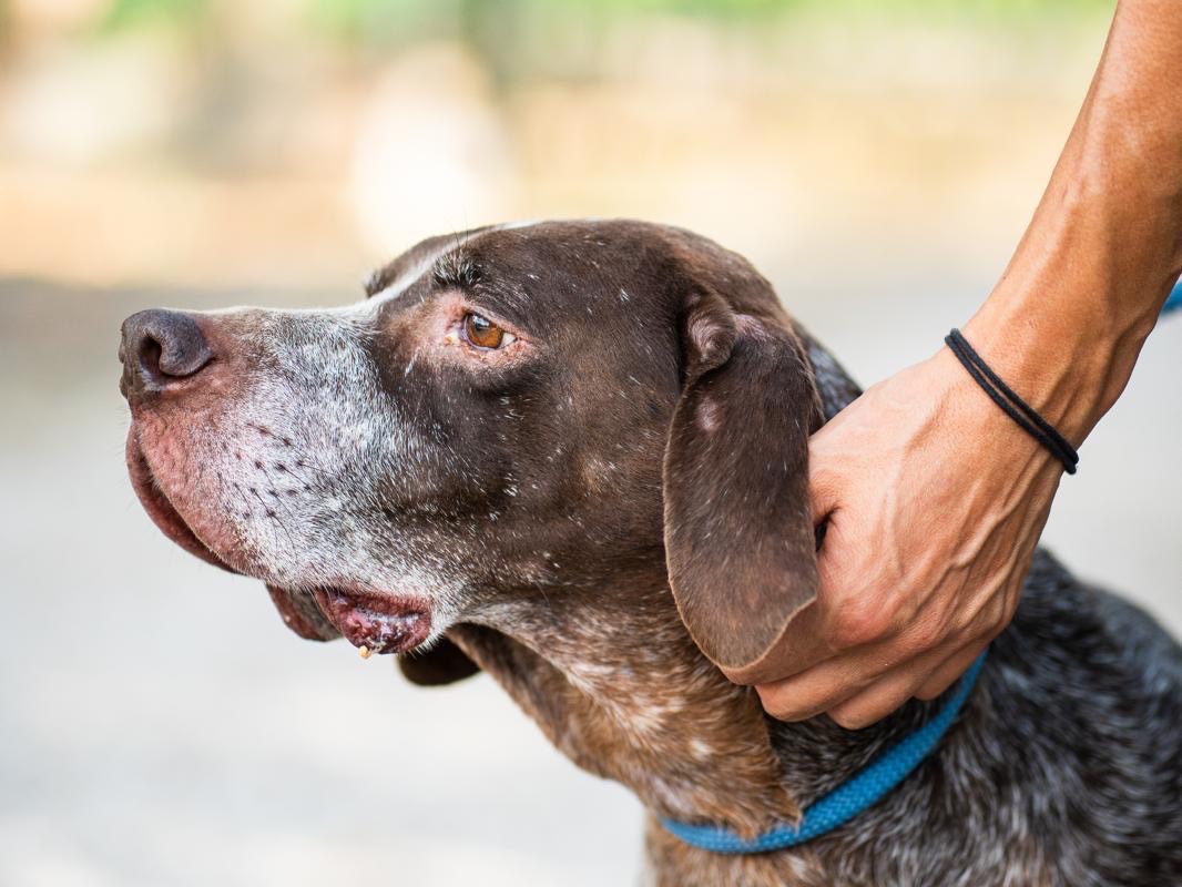 Adozione cane, maschio, Bracco Razza sconosciuta, 8 anni e 4 mesi, taglia grande, Perugia