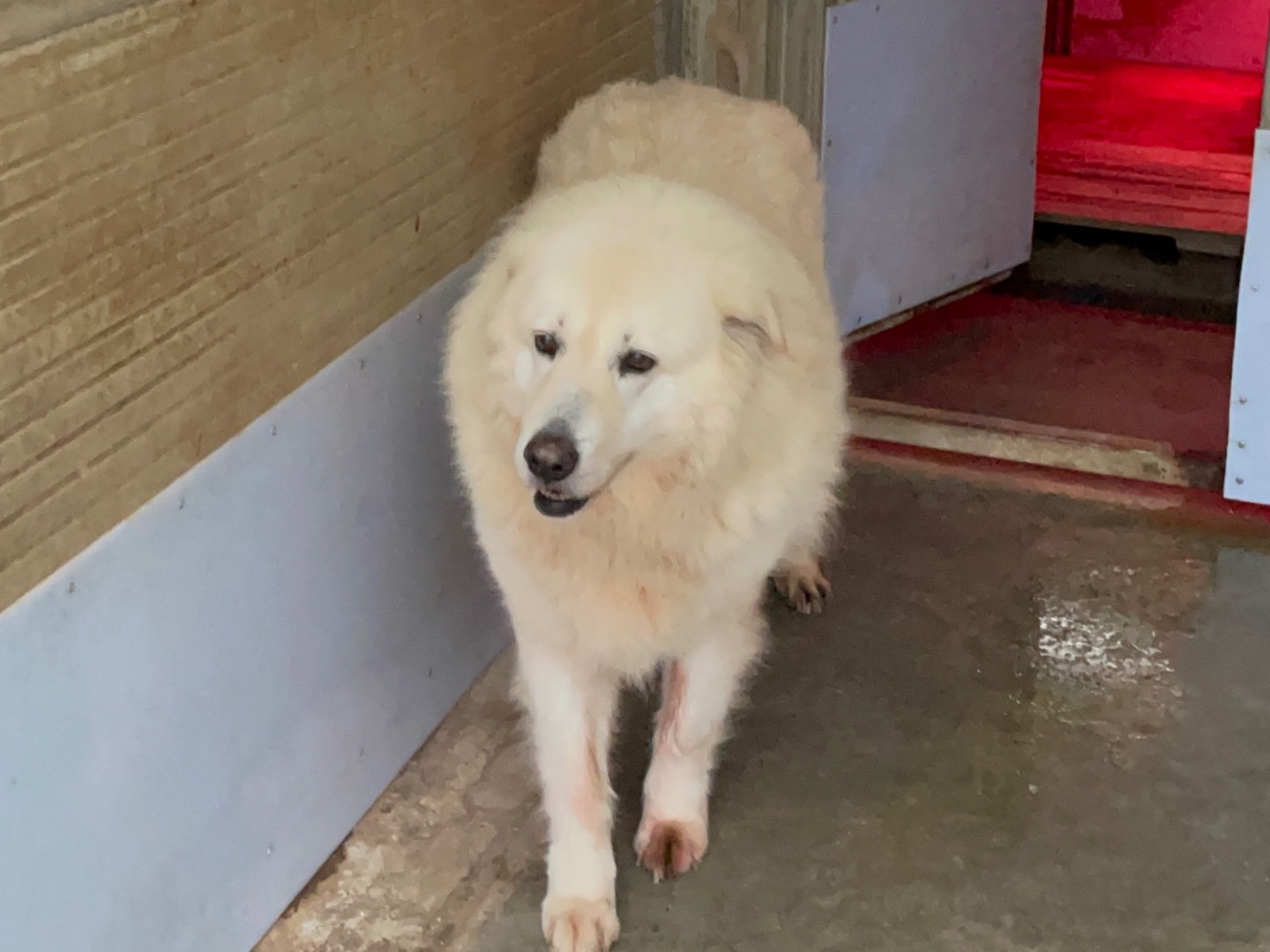 Adozione cane, femmina, Pastore maremmano Razza sconosciuta, 9 anni e 4 mesi, taglia grande, Perugia