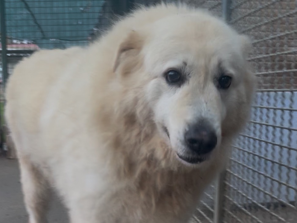 Adotta un cane, femmina, 9 anni e 4 mesi, Perugia