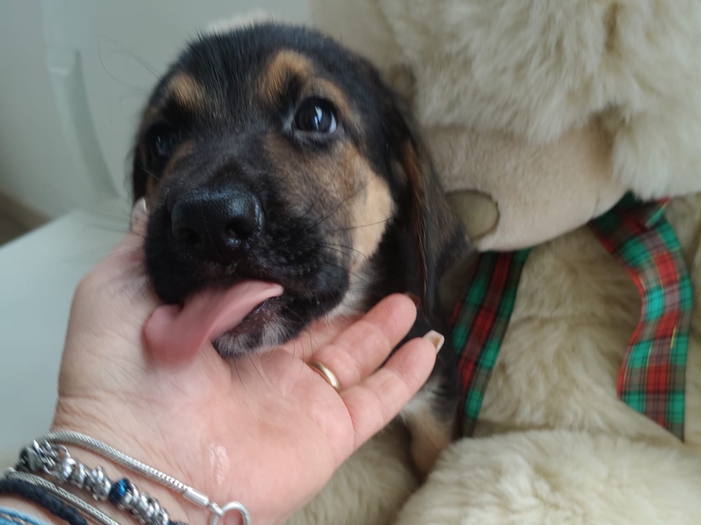 Adozione cane, maschio, Pastore tedesco Razza sconosciuta, 2 mesi, taglia grande, Crotone