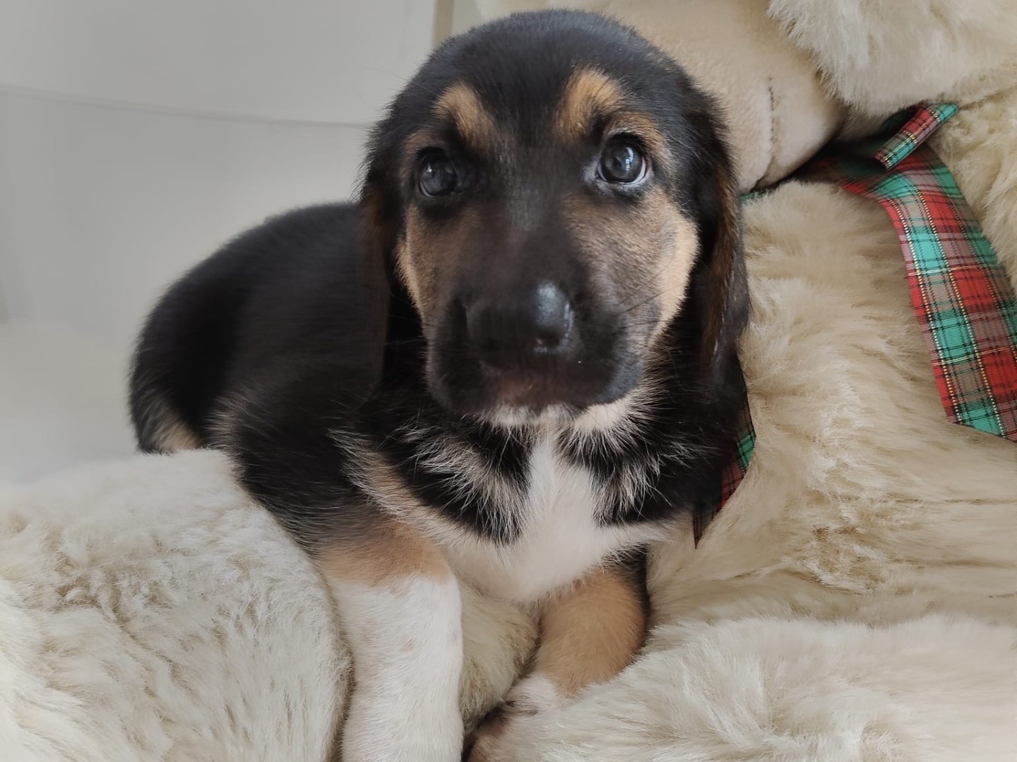 Adotta un cane, maschio, 2 mesi, Crotone