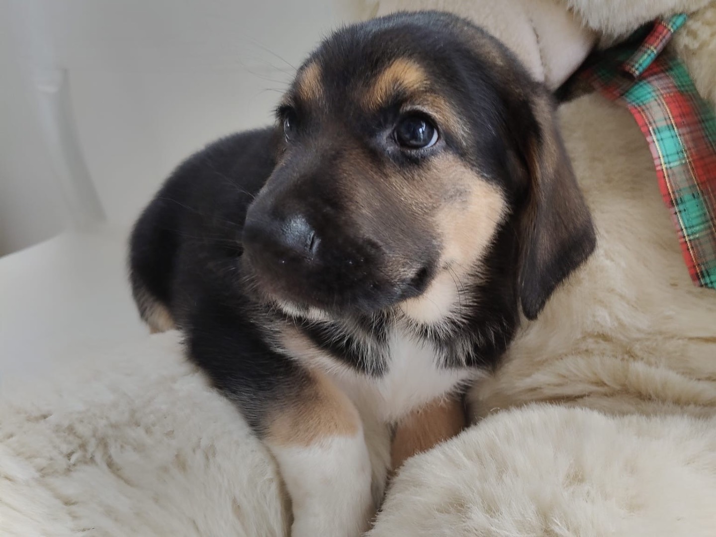 Adotta un cane, taglia grande, maschio, Crotone