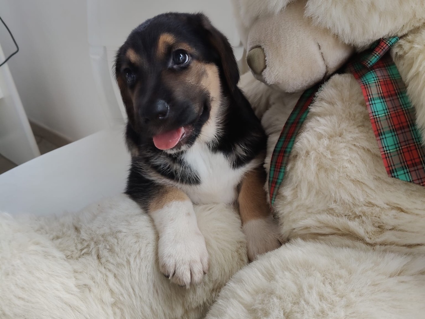 Vuoi adottare un cane a Crotone?