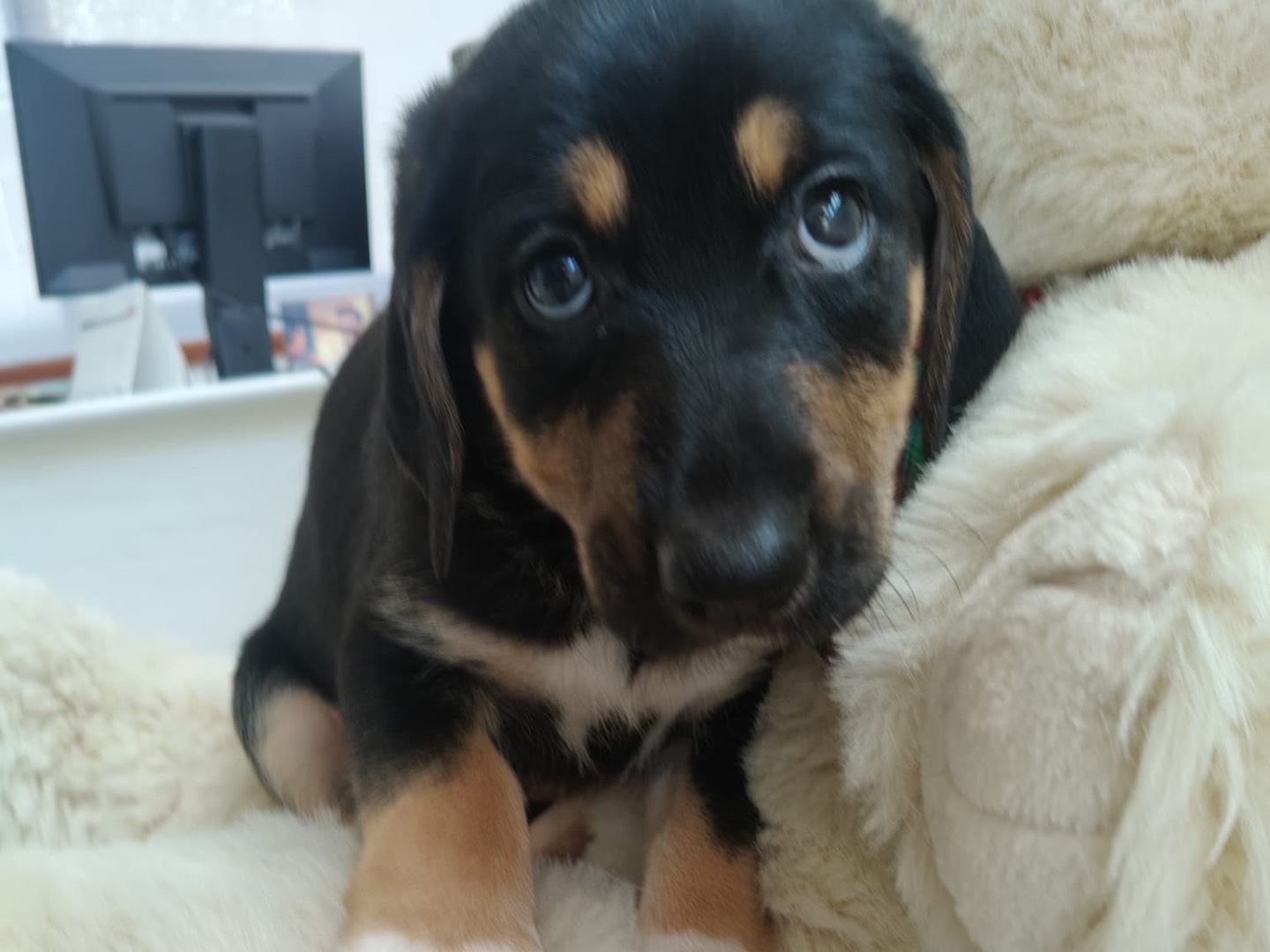 Adozione cane, femmina, Pastore tedesco Razza sconosciuta, 2 mesi, taglia grande, Crotone