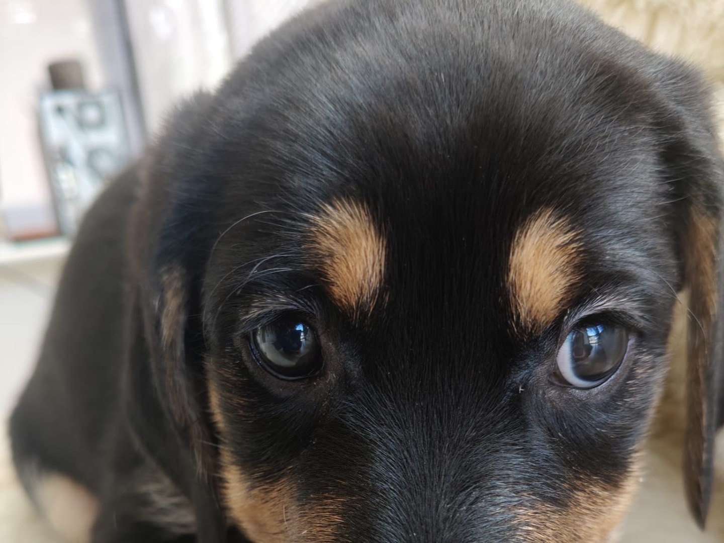 Adotta un cane, femmina, 2 mesi, Crotone