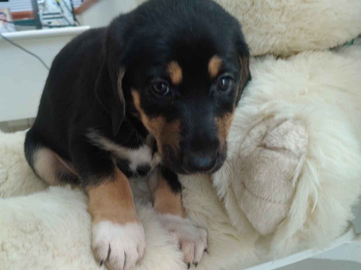 Vuoi adottare un cane a Crotone?