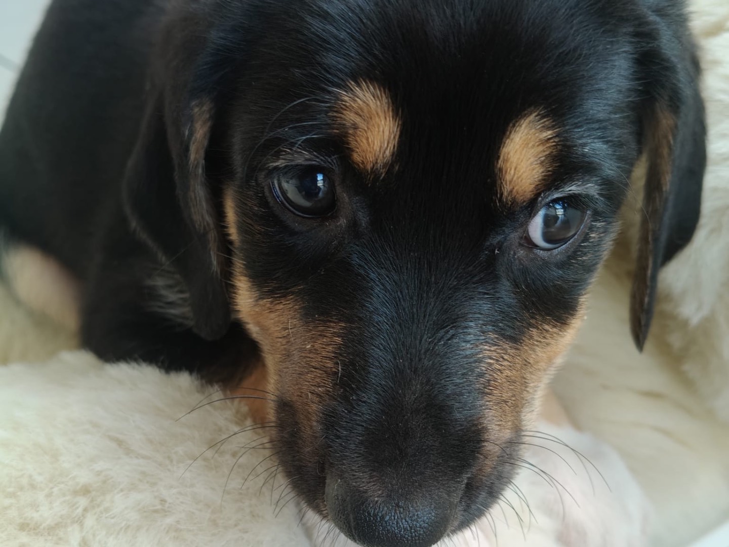 Adotta il cane MORA a Crotone