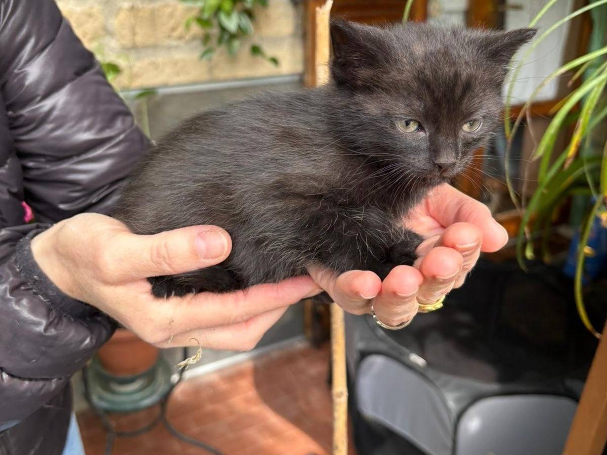 Adotta un gatto, maschio, 1 mesi, Viterbo