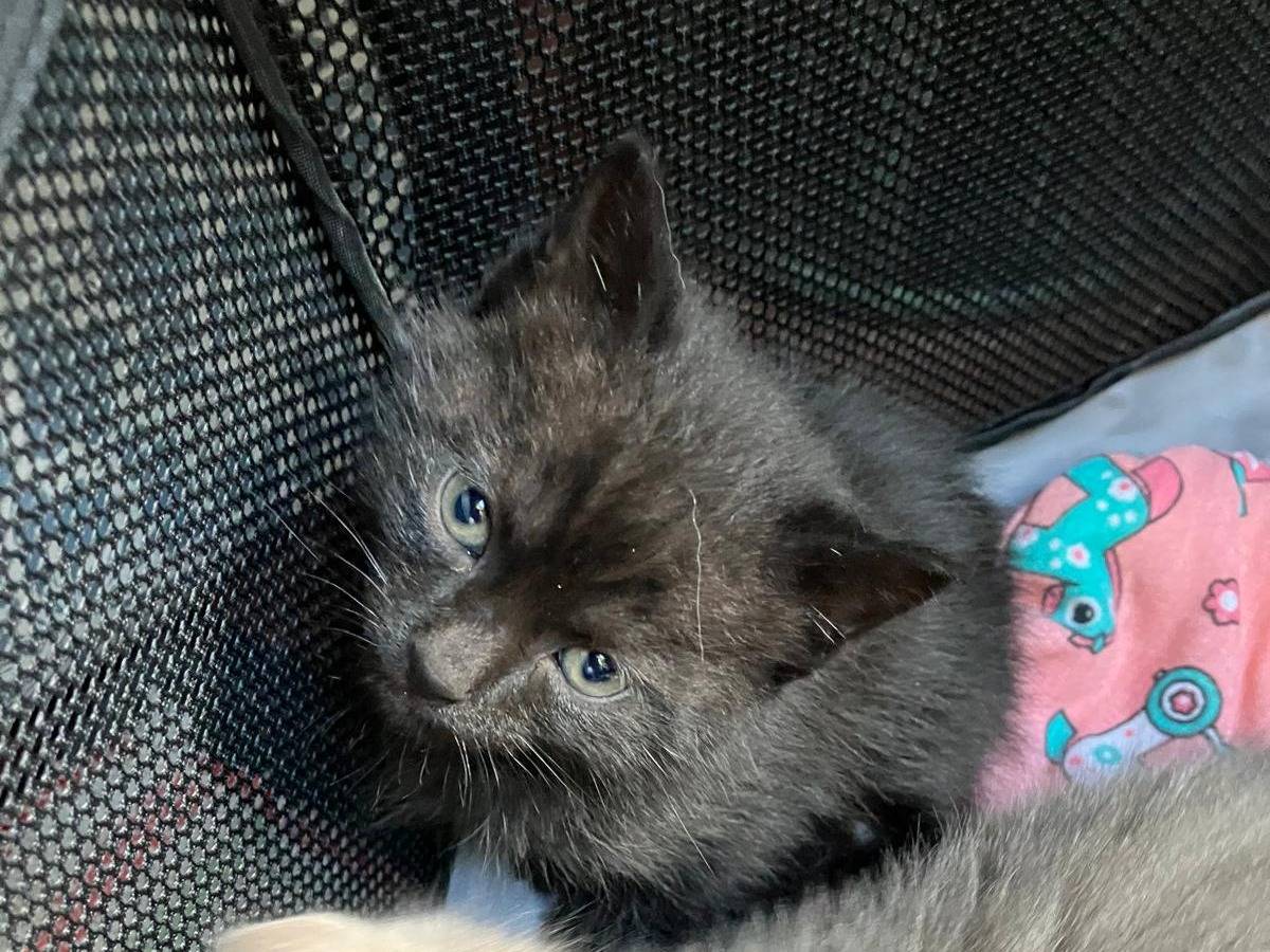 Adozione gatto, maschio, Razza sconosciuta Razza sconosciuta, 1 mesi, taglia non valida, Viterbo