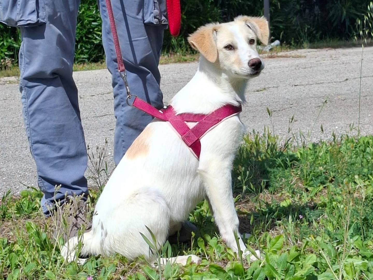 Adozione cane, femmina, Razza sconosciuta Razza sconosciuta, 3 mesi, taglia media, Como