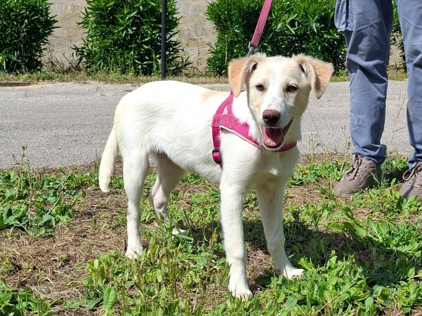 Adotta un cane, femmina, 3 mesi, Como