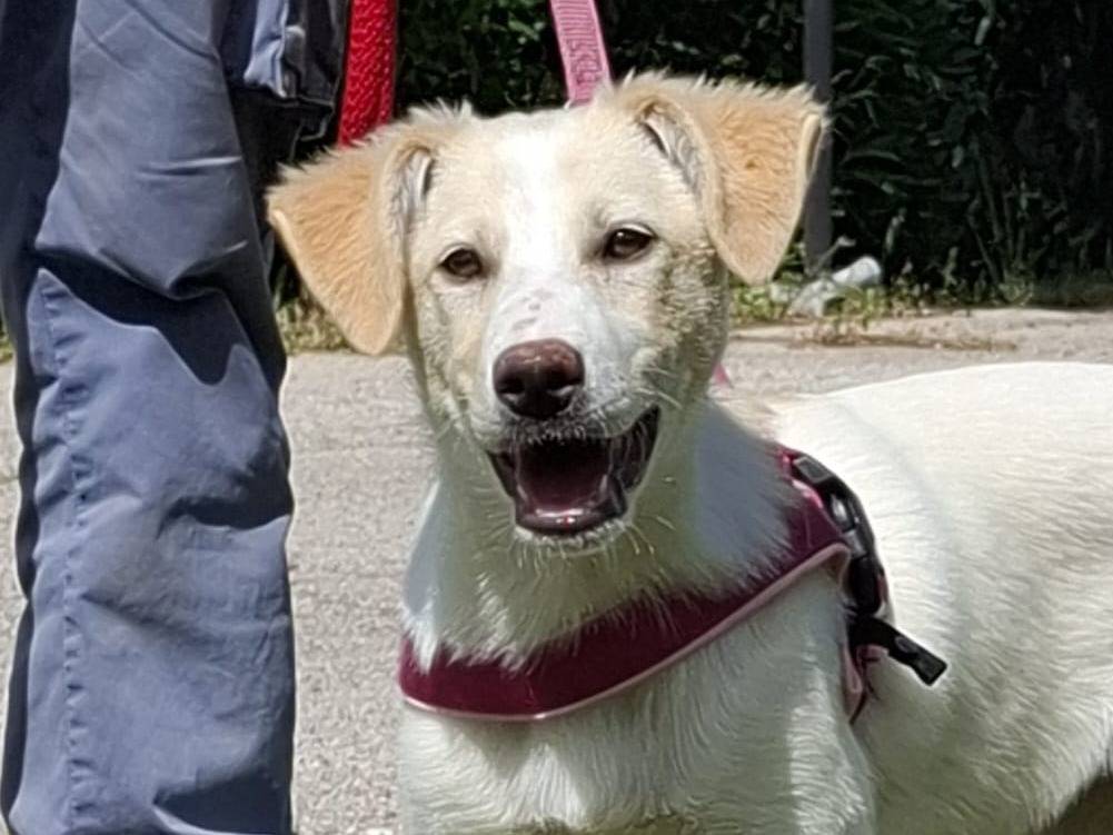 Adotta un cane, taglia media, femmina, Como