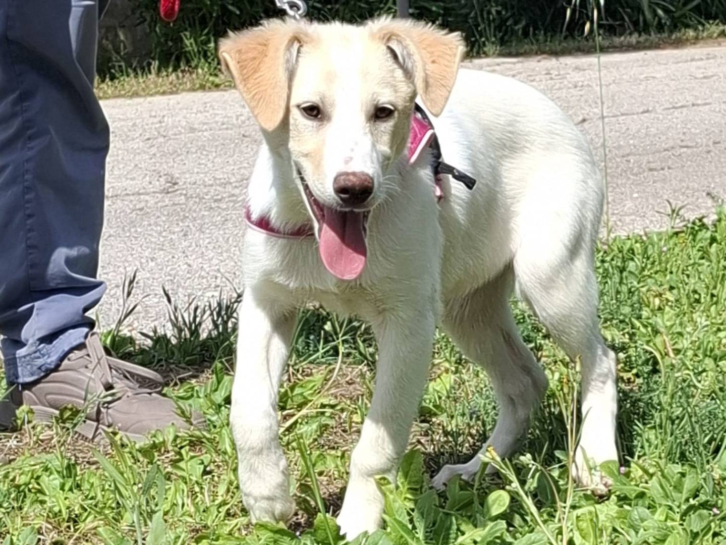 Vuoi adottare un cane a Como?
