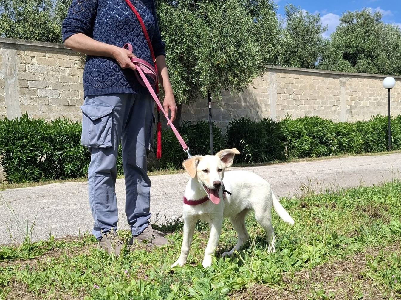 Adotta il cane Kannella a Como