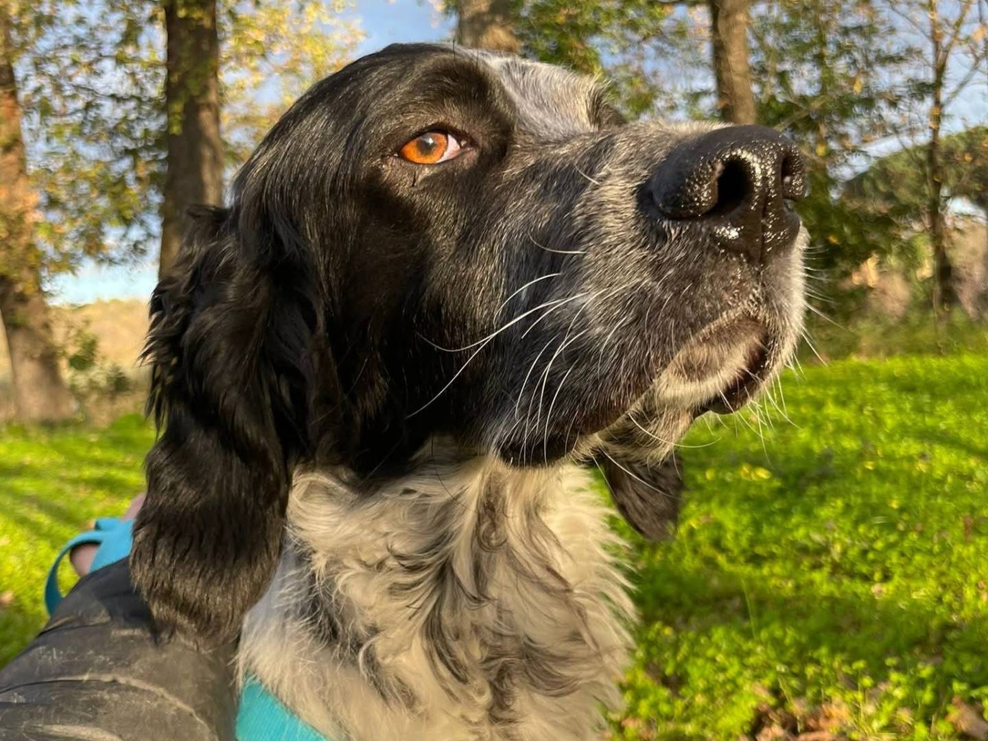 Adozione cane, maschio, Setter Inglese Razza sconosciuta, 3 anni e 6 mesi, taglia media, Brescia