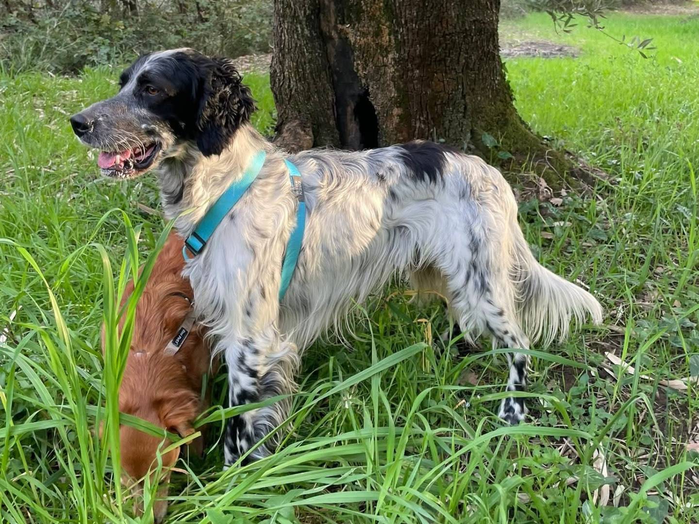 Adotta un cane, taglia media, maschio, Brescia