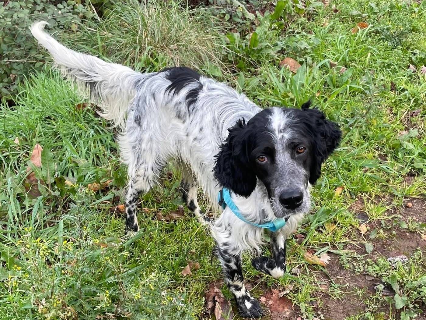 Vuoi adottare un cane a Brescia?