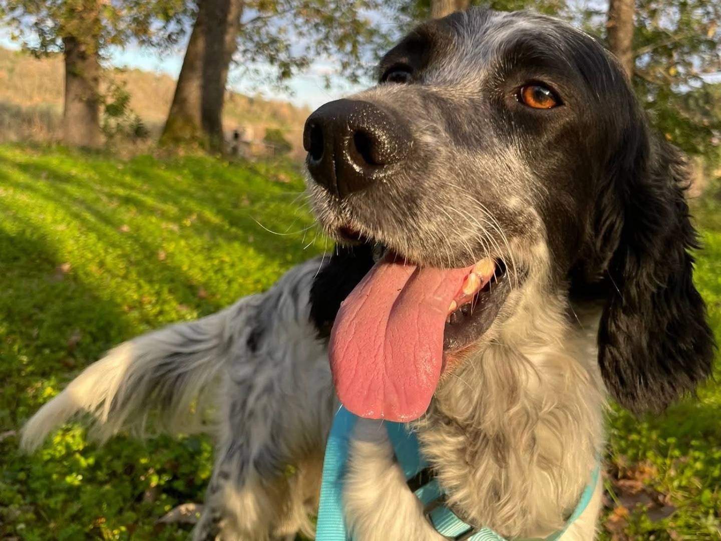 Adotta il cane PLUTO a Brescia