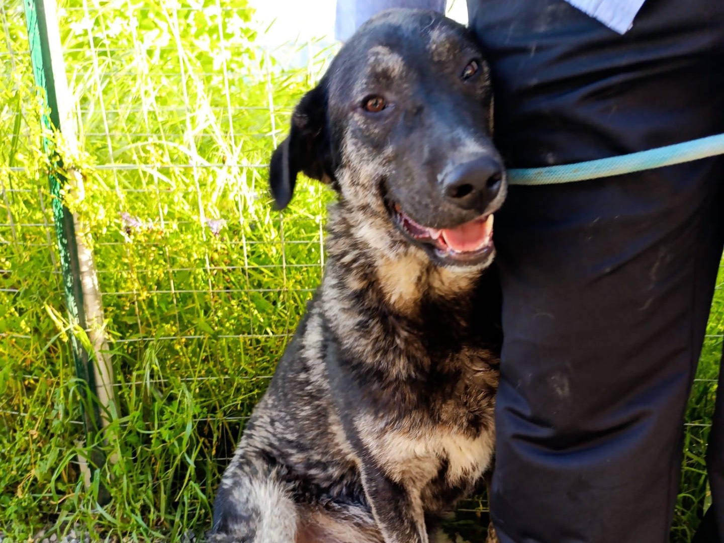 Adozione cane, maschio, Razza sconosciuta Razza sconosciuta, 9 mesi, taglia gigante, Bolzano