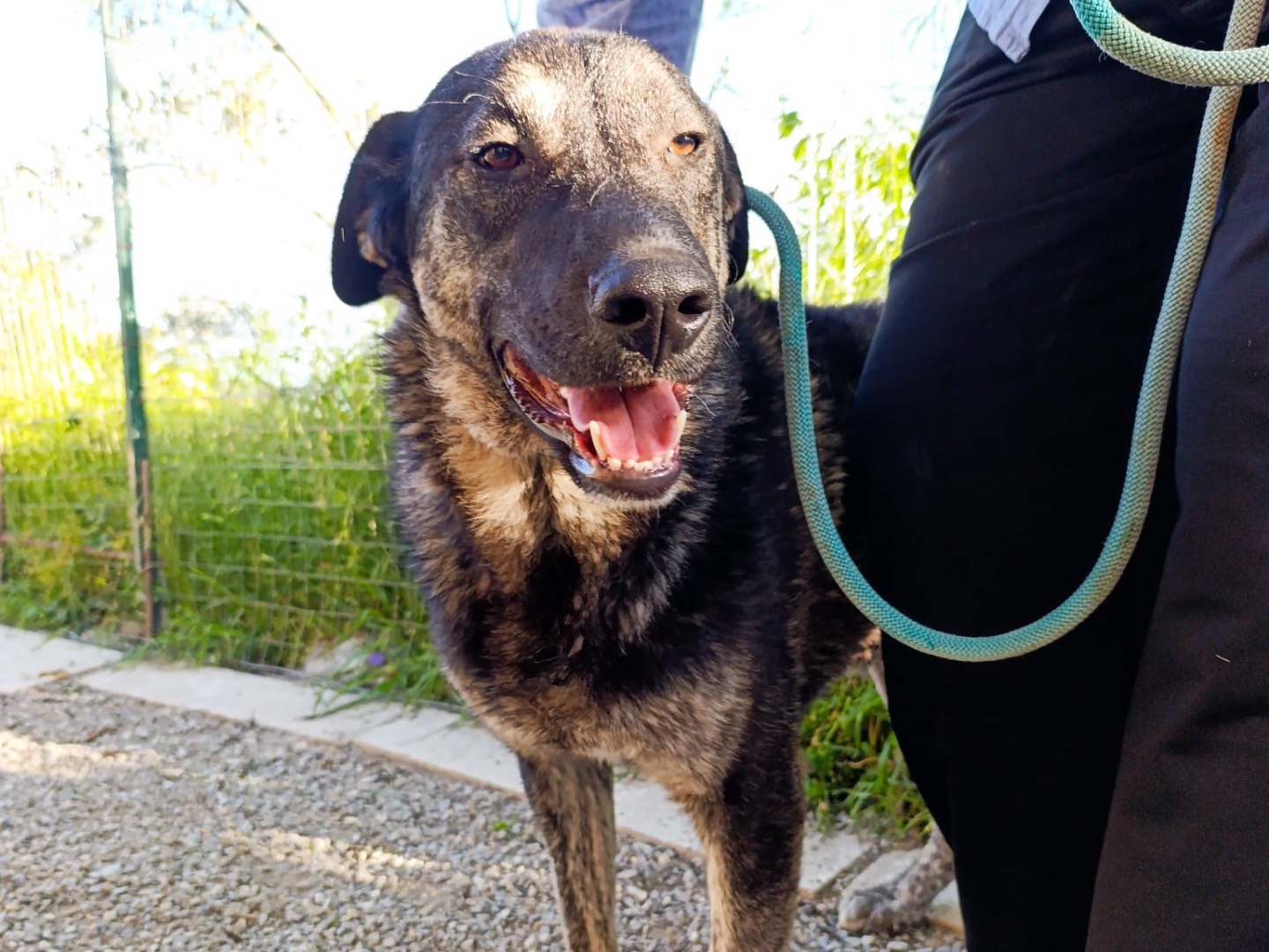 Adotta un cane, maschio, 9 mesi, Bolzano