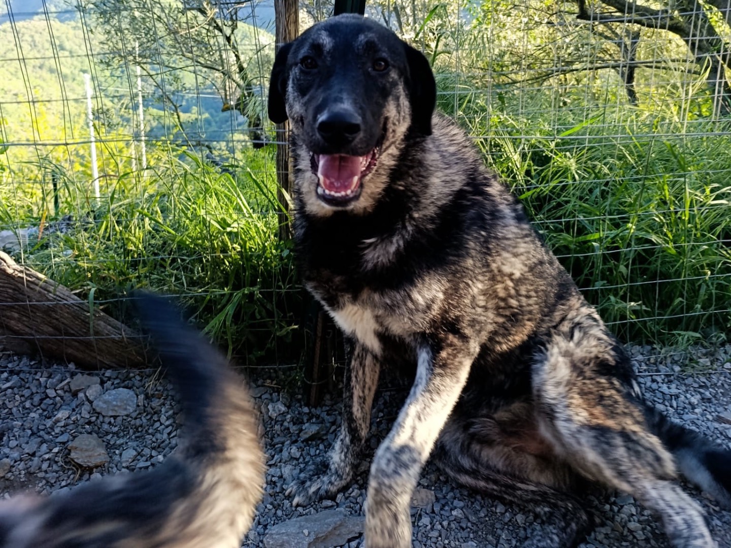 Adotta un cane, taglia gigante, maschio, Bolzano