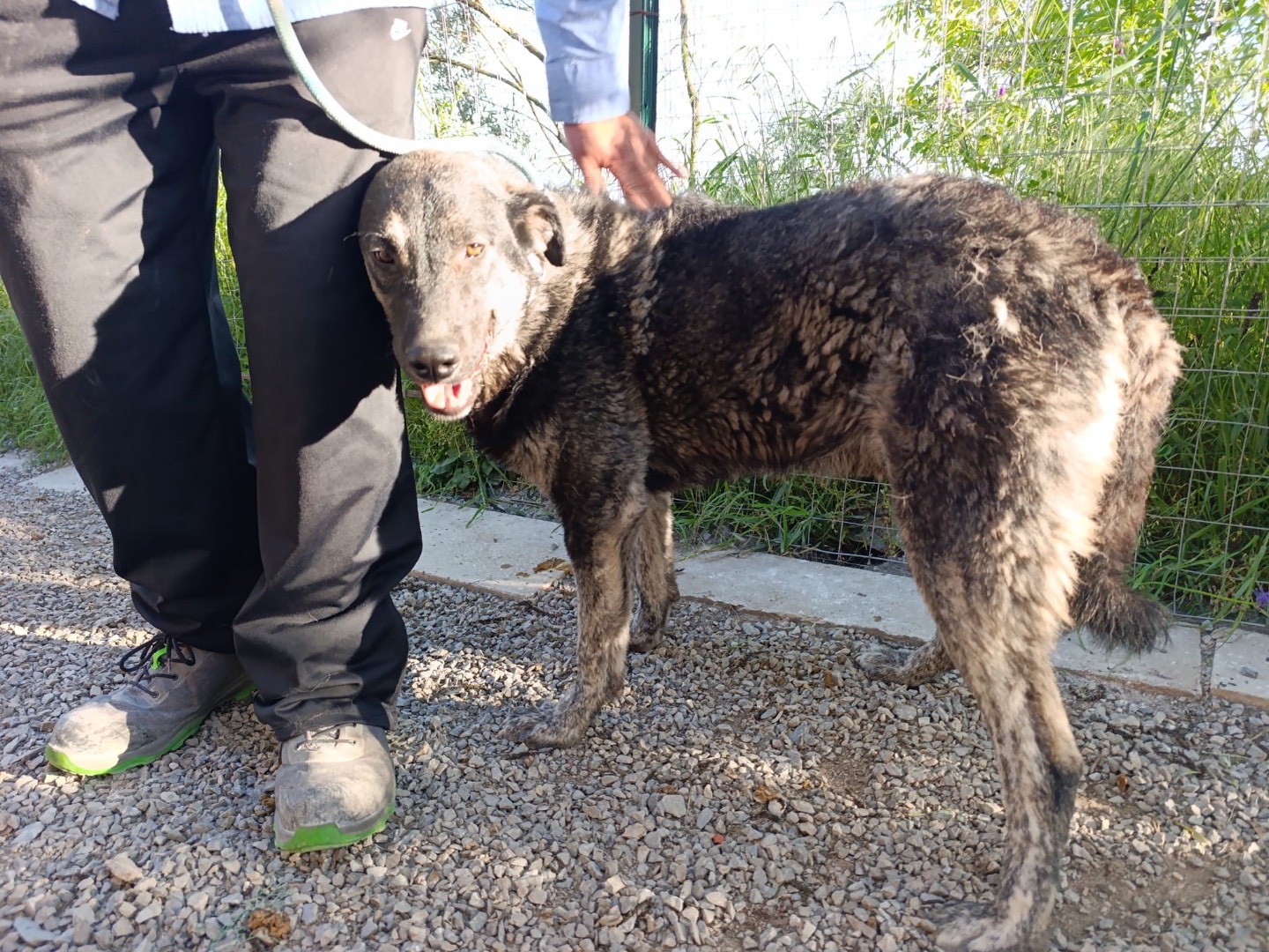 Vuoi adottare un cane a Bolzano?