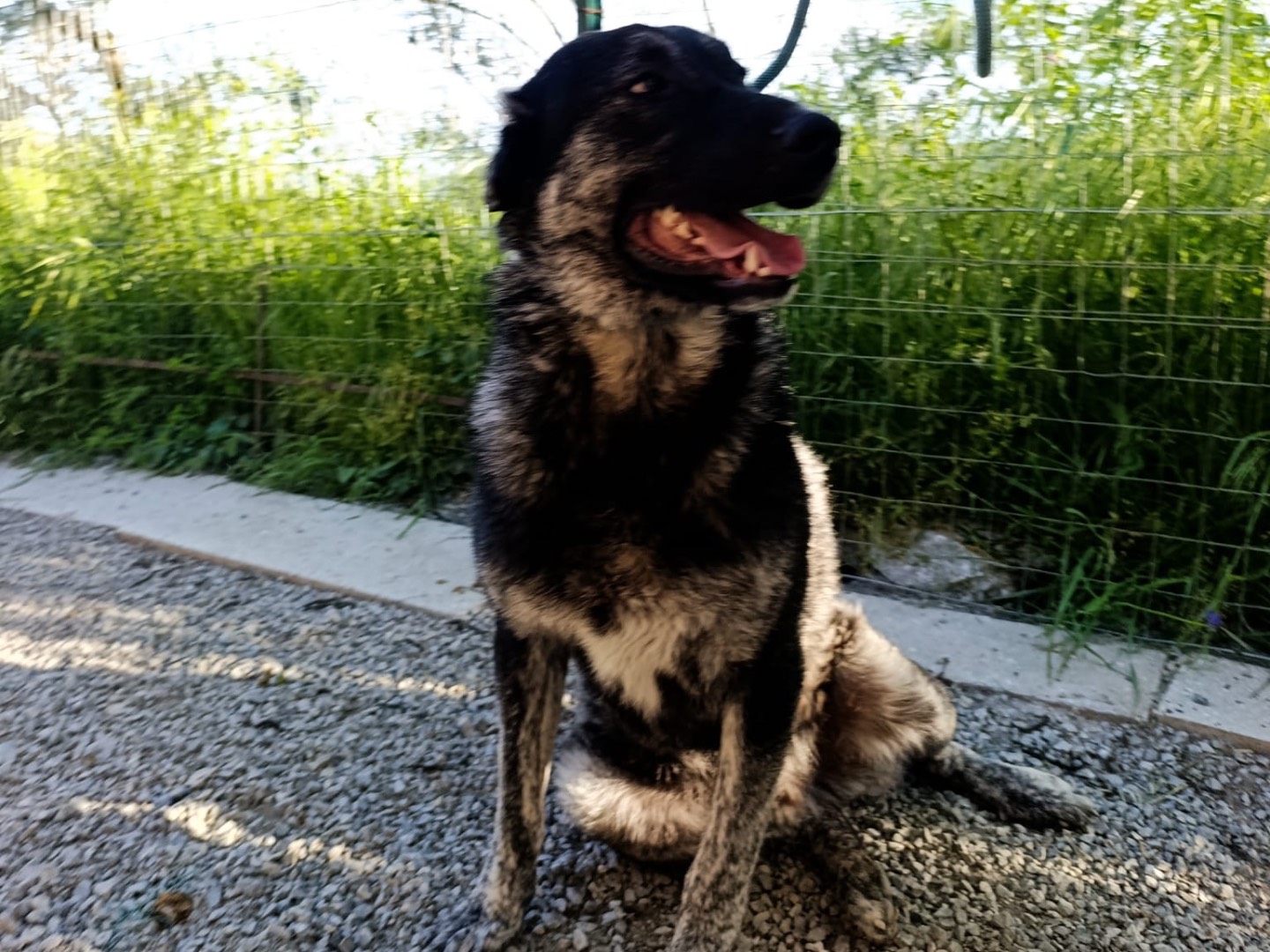 Adotta il cane Tyson a Bolzano