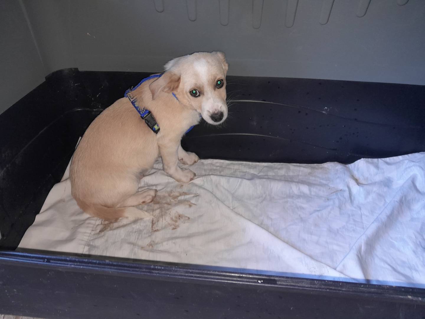 Adozione cane, maschio, Razza sconosciuta Razza sconosciuta, 3 mesi, taglia piccola, Frosinone
