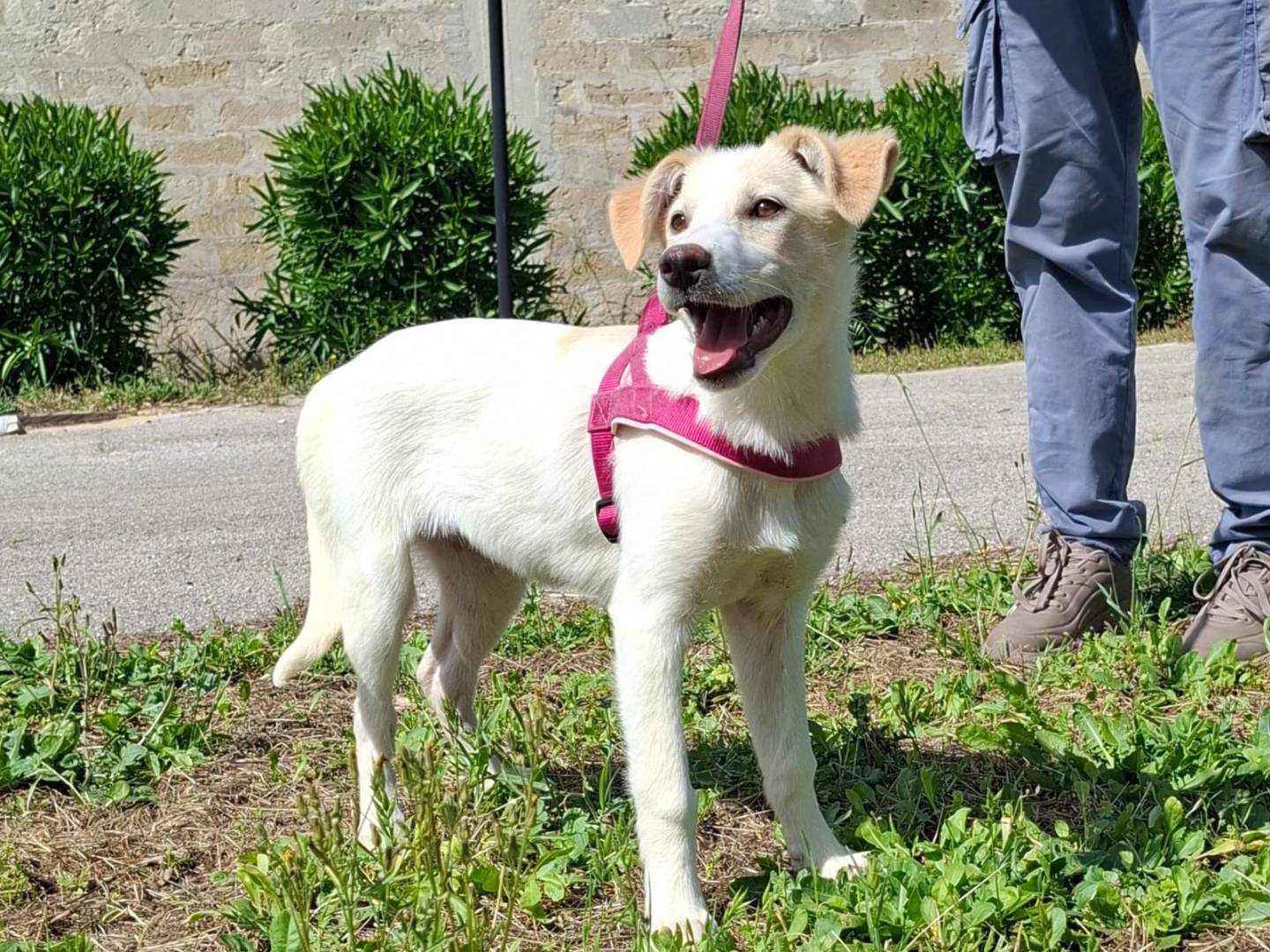 Adozione cane, femmina, Razza sconosciuta Razza sconosciuta, 3 mesi, taglia media, Varese