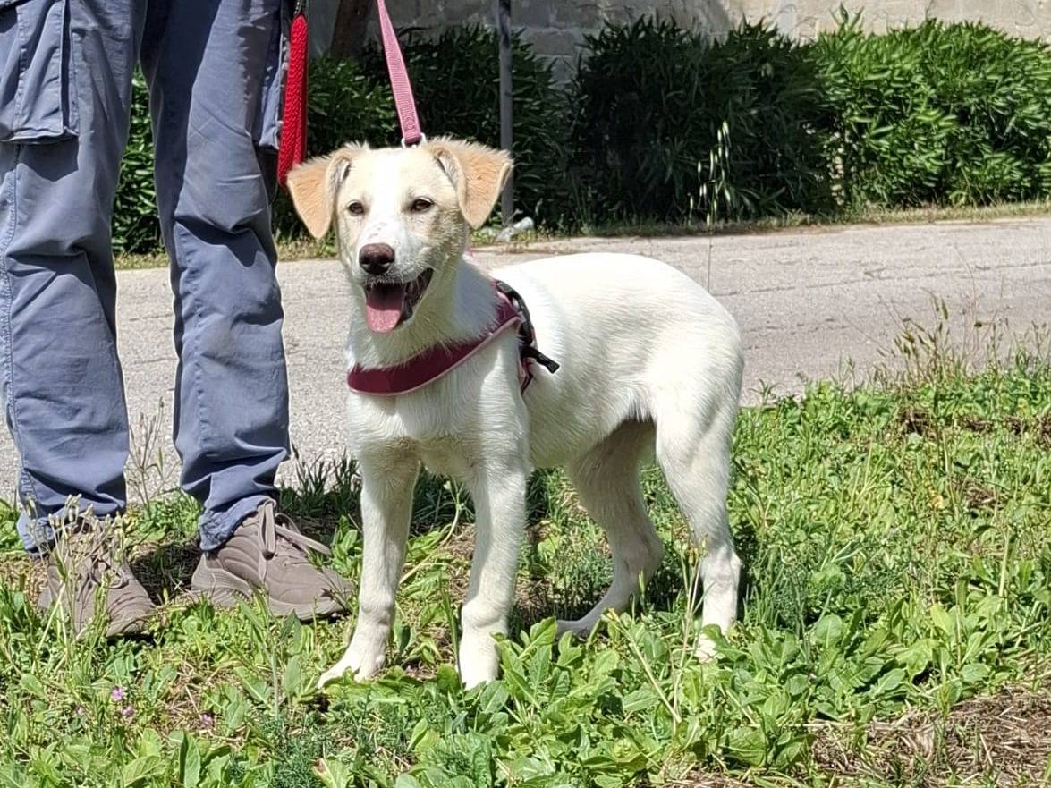 Vuoi adottare un cane a Varese?