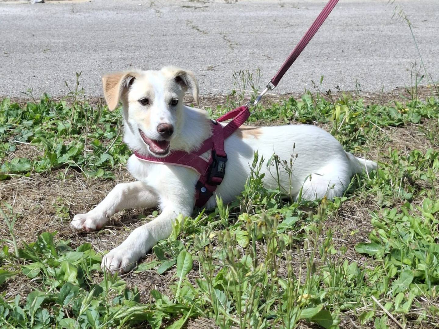 Adotta un cane, taglia media, femmina, Varese