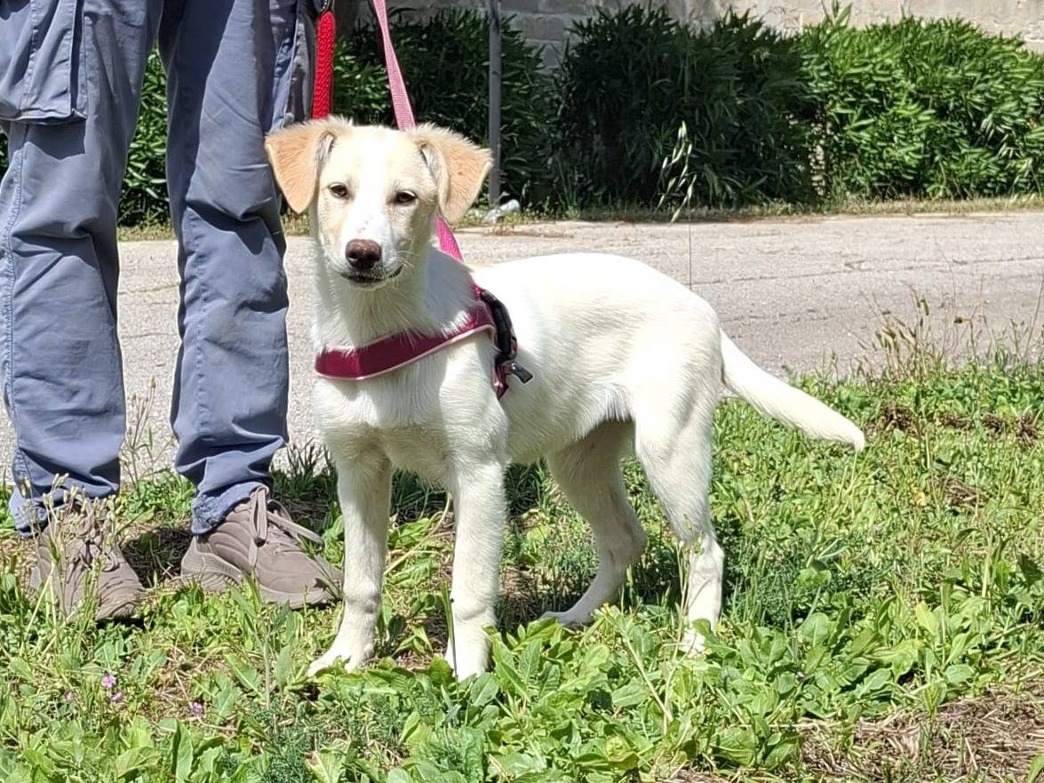 Adotta un cane, femmina, 3 mesi, Varese