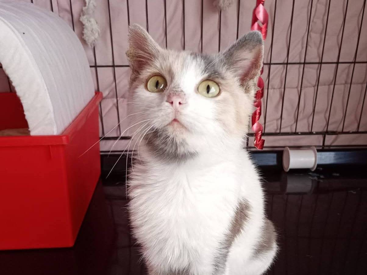 Adozione gatto, femmina, Razza sconosciuta Razza sconosciuta, 5 mesi, taglia non valida, Latina