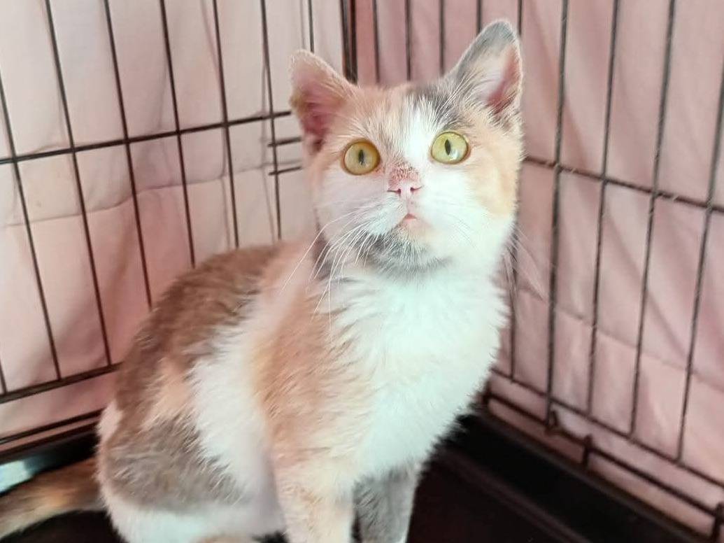 Adotta un gatto, femmina, 5 mesi, Latina