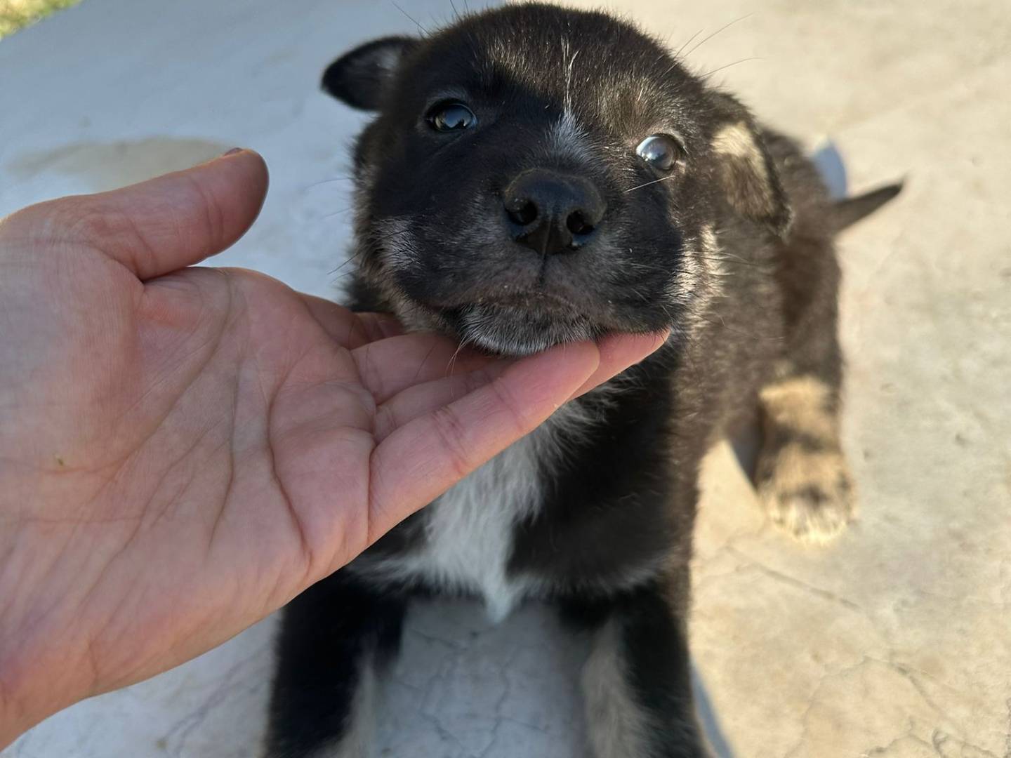 Adozione cane, femmina, Razza sconosciuta Razza sconosciuta, 3 mesi, taglia media, Frosinone