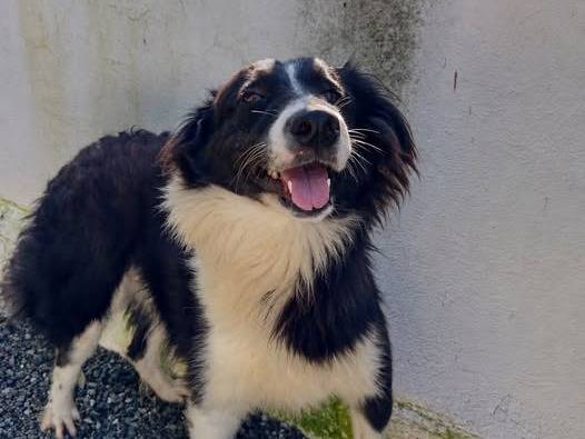 Adozione cane, maschio, Border Collie Razza sconosciuta, 2 anni e 11 mesi, taglia media contenuta, Crotone