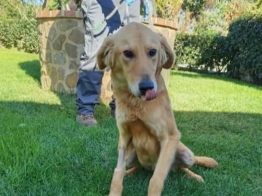 Adozione cane, maschio, Golden Retriever Razza sconosciuta, 3 anni e 11 mesi, taglia media, Crotone