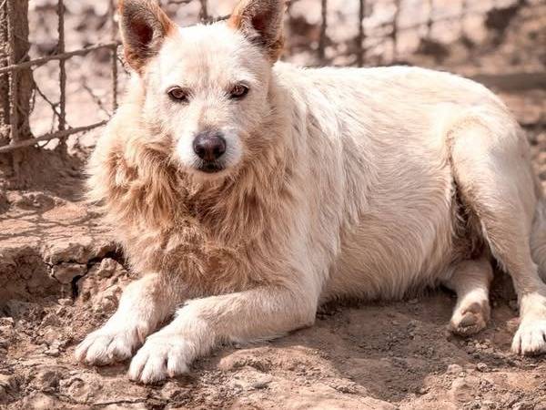 Adozione cane, maschio, Razza sconosciuta Razza sconosciuta, 9 anni e 4 mesi, taglia media contenuta, Crotone
