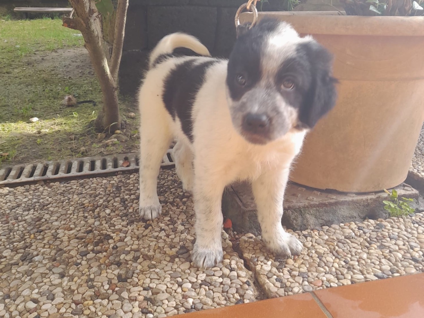 Adozione cane, femmina, Razza sconosciuta Razza sconosciuta, 1 anno e 2 mesi, taglia grande, Pistoia