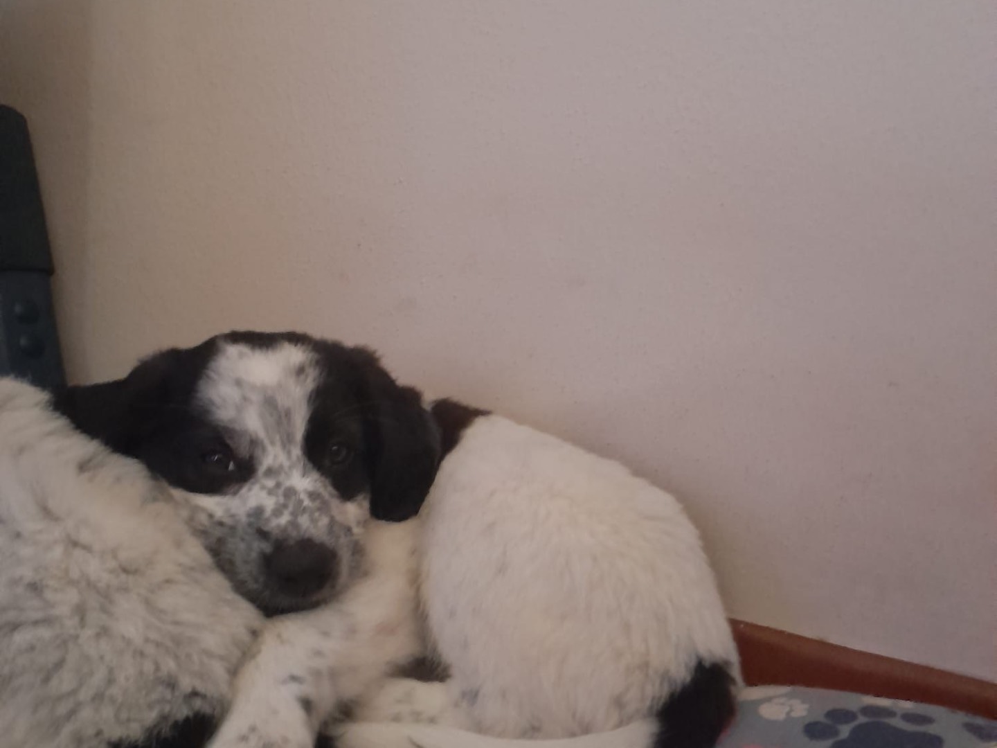 Adotta un cane, femmina, 1 anno e 2 mesi, Pistoia