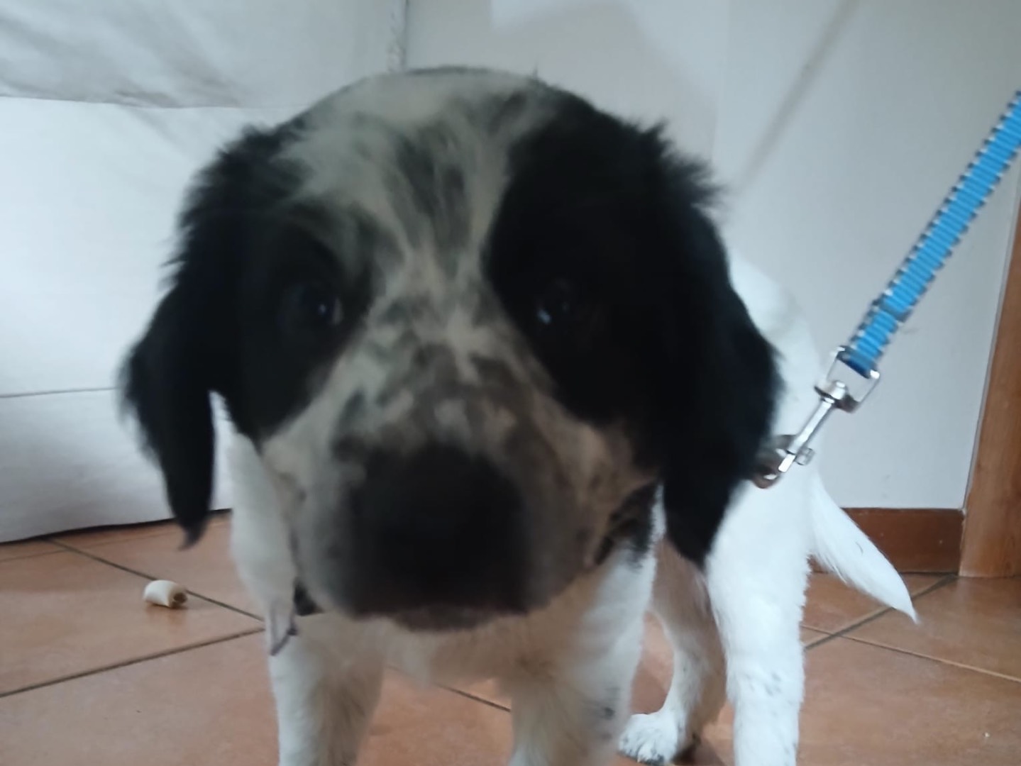 Adotta un cane, taglia grande, femmina, Pistoia