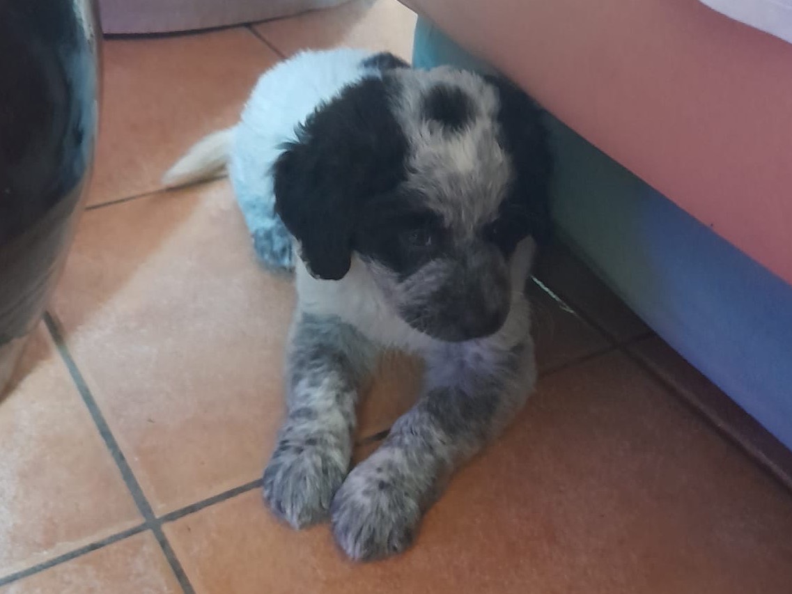 Vuoi adottare un cane a Pistoia?