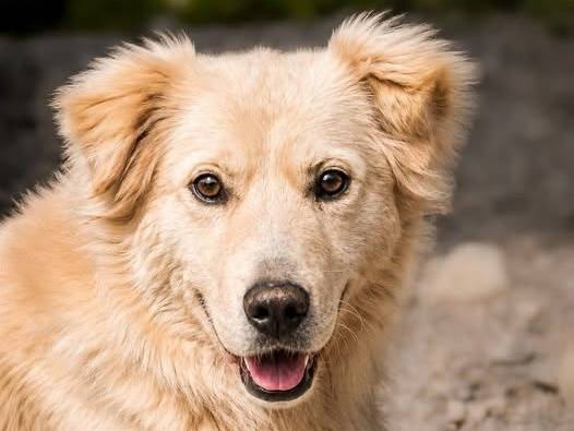 Adozione cane, maschio, Razza sconosciuta Razza sconosciuta, 4 anni e 9 mesi, taglia media, Crotone
