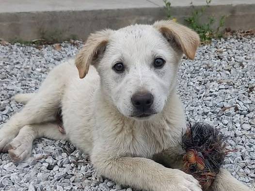Adozione cane, maschio, Razza sconosciuta Razza sconosciuta, 3 mesi, taglia media, Crotone