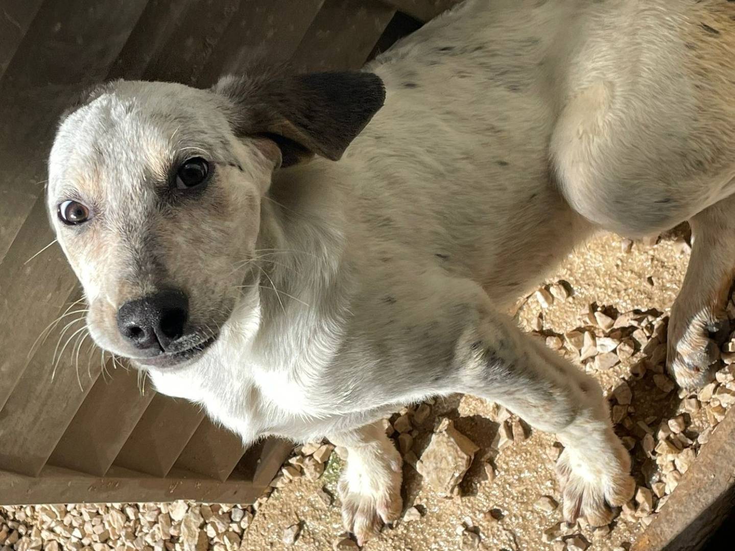 Adozione cane, femmina, Segugio Setter Inglese, 3 mesi, taglia media, Frosinone